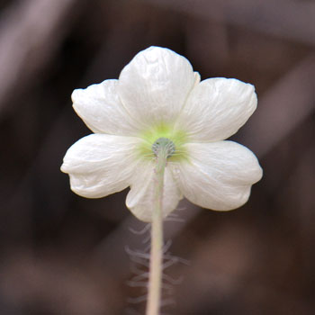 Platystemon californicus, Creamcups